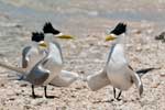 Crested Tern - Eilseeschwalbe, lady elliot island