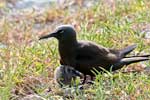 Noddies auf Lady Elliot Island