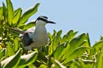 Bridled Tern - eine australische Seeschwalbenart