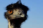 Emu