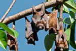 Charters Towers: Fliegende Füchse ( Little Red Flying-fox)