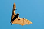 Charters Towers: Fliegende Füchse ( Little Red Flying-fox)