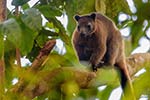 Baumkänguru im Daintree NP