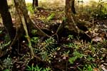 Cap Tripulation, Daintree NP