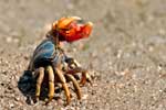 Winkerkrabbe, fiddler crab