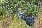 Kasuar ( Souther Cassowary)