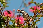 Honigesser ( White-cheeked Honeyeater) 