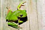 Laubfrosch (Tree Frog)