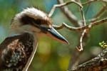 Kookaburra bei Cap Hillsborough