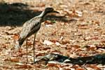 Langschwanz-Triele ( Bush Stone-curlew)