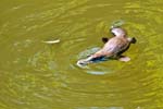 Schnabeltier (Platypus) im Broken River, Eungella NP