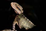 Wasseragamen (Water Dragons)