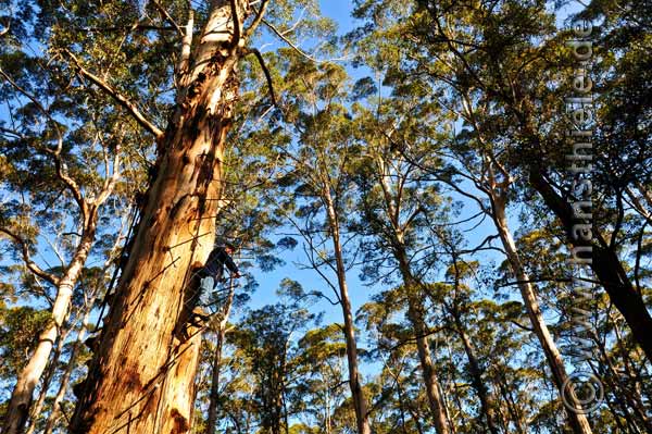 Gloucester Tree: Aussichtsbaum bei Pemberton