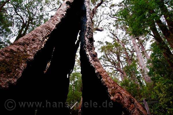 Walepole / Nornalup: Valley of the Giants