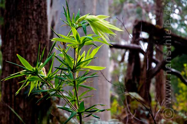 Tassel Flower (Leucopogon verticillatus)