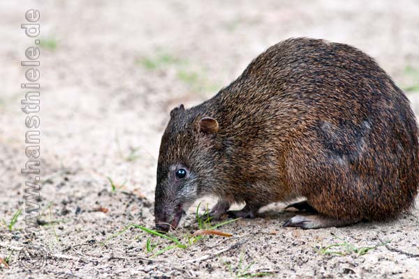 Bandicoot im West Cape Howe NP