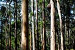 Porongurup NP