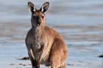 Känguru im Cape Le Grande NP