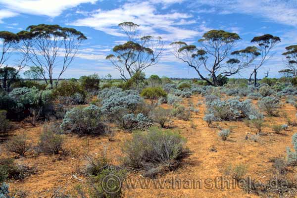 Mallee-Salzbusch-Vegetation