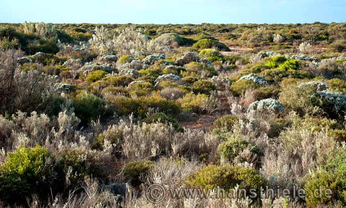 Vegetation der Nullarbor