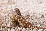 Nullarbor Bartagame