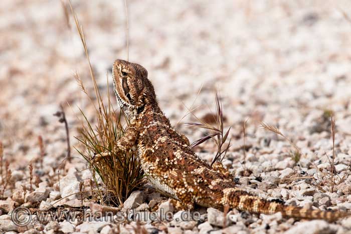 Nullarbor Bearded Dragon (Pogona nullabor)