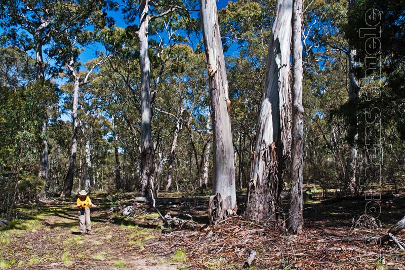 Coolah Tops NP