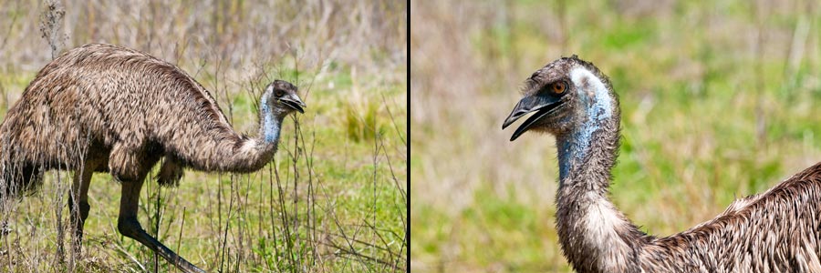 Kopf eines Emus, Warrumbungle NP