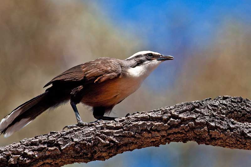 Säbler = Babbler = Pomatostomus