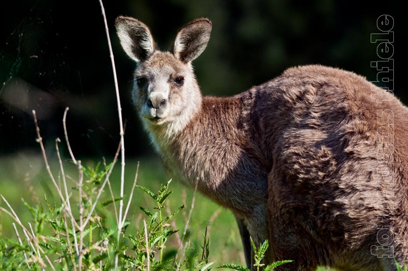 Graues Riesenkänguru im Warrumbungle NP