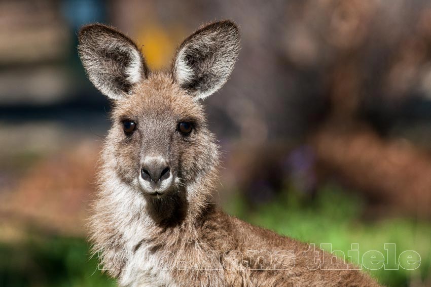 Riesenkängurus im Warrumbungle NP