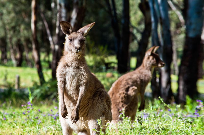 Riesenkängurus im Warrumbungle Nationalpark