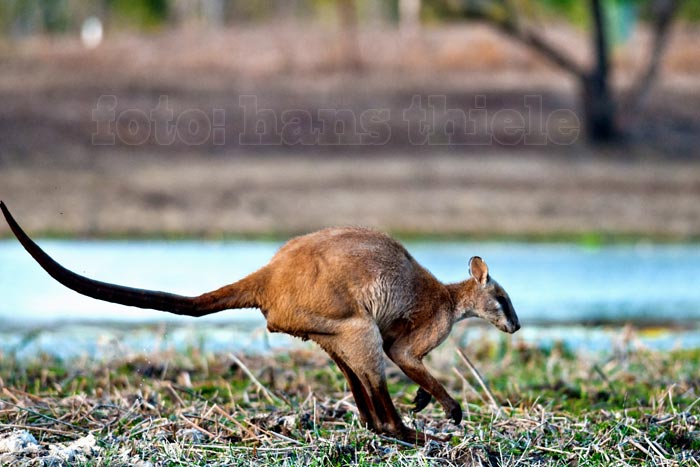 Flinkwallaby im Sprung