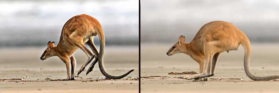 Langsame Fortbewegung beim Flink-Wallaby