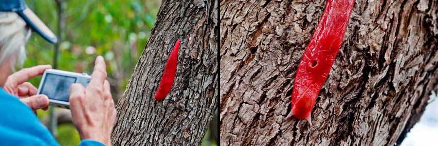 Endemisch für Mt Kaputar: die Nacktschnecke Giant Pink Slug