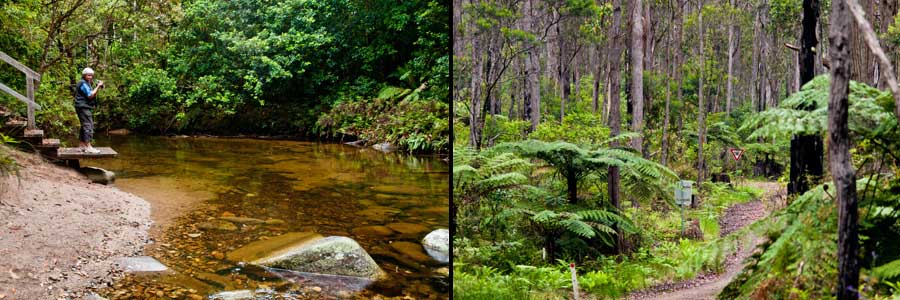 Washpool NP, NSW