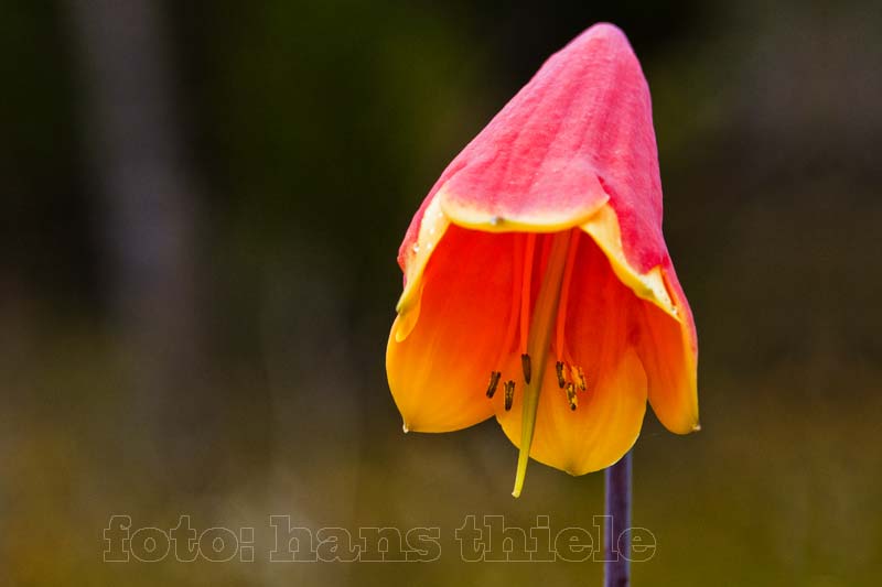 Gibraltar Range NP: Christmas Bell (Blandfordia grandiflora)