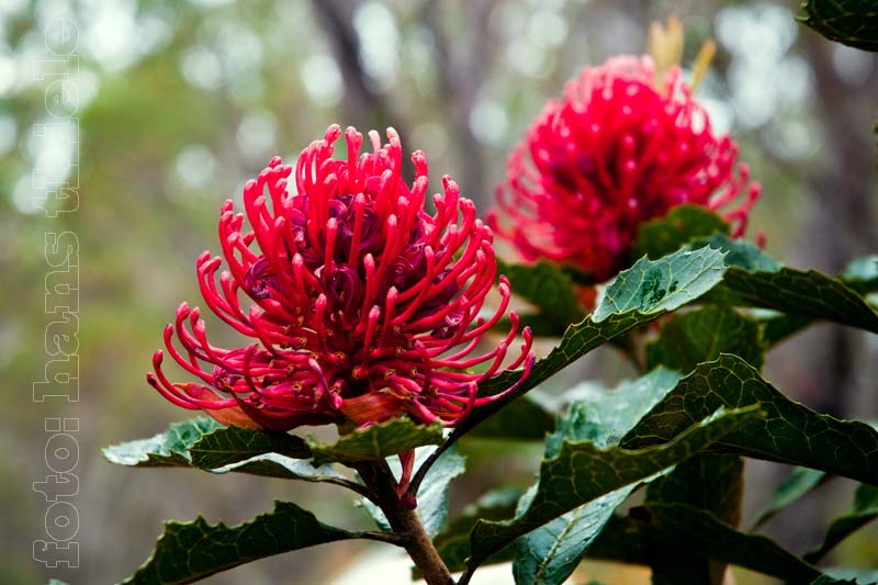 Gibraltar Range NP: Waratah (Telopea speciosissima)