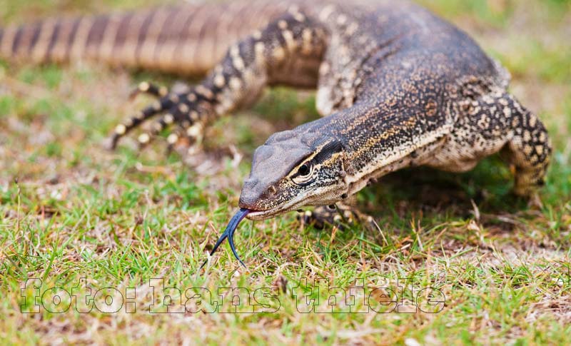 Goulds Waran (Sand Goanna = Varanus gouldii) beim Züngeln