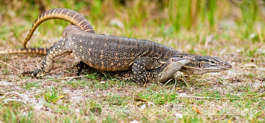 Goulds Waran (Sand Goanna = Varanus gouldii), Paarung