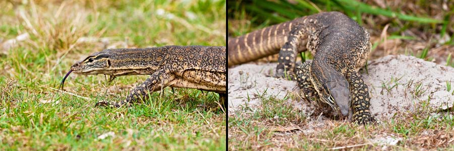 Goulds Waran (Sand Goanna = Varanus gouldii), Paarungsverhalten