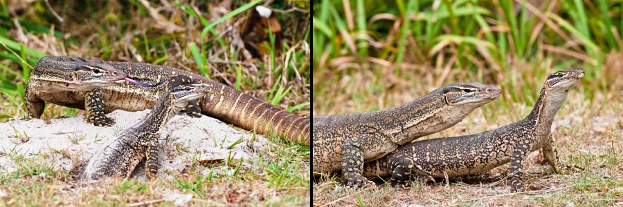 Goulds Waran (Sand Goanna = Varanus gouldii), Paarungsverhalten