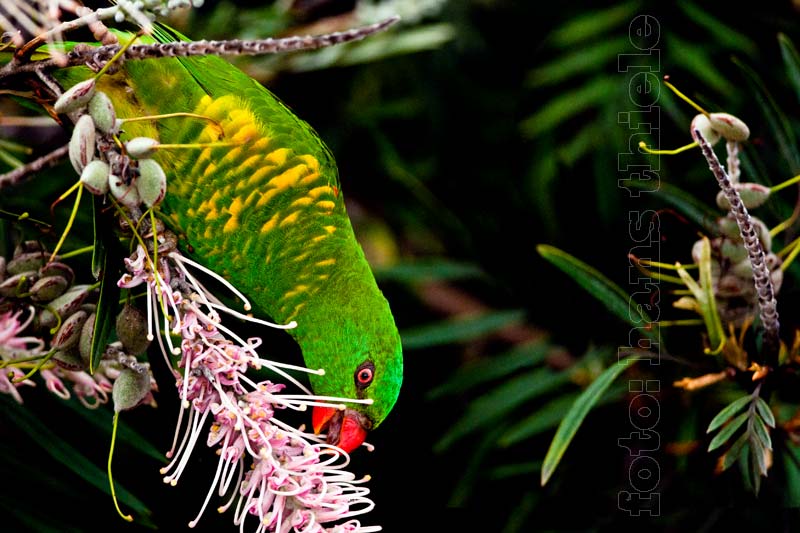 Schuppenlori (Scaly-breasted Lorikeet =Trichoglossus chlorolipidotus) beim Nektartrinken