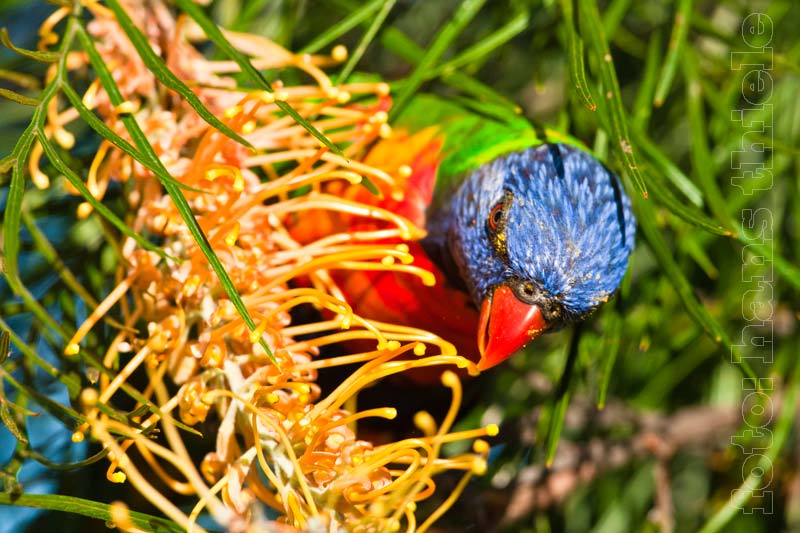 Allfarblori: (Rainbow Lorikeet =Trichoglossus haematodus) mit Pollen