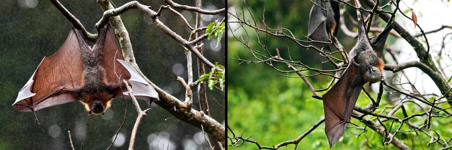 Bellingen: Grey-headed Fox