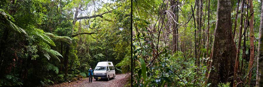 Regenwald in der Nähe des Never Never Picknick-Platzes