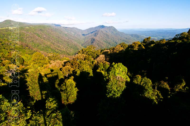 Dorrigo NP:  Blick vom Skywalk