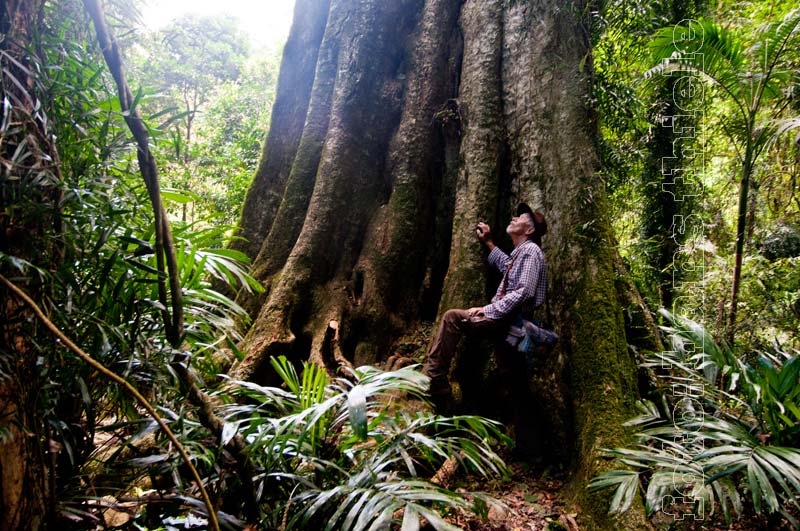 Dorrigo NP, Regenwald mit Baumriesen