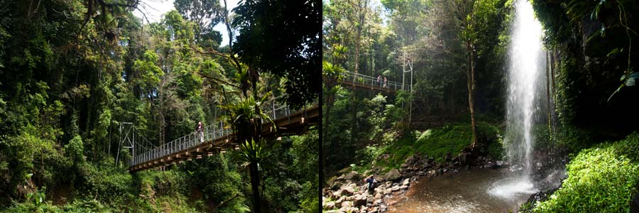 Dorrigo NP: Crystal Shower Falls