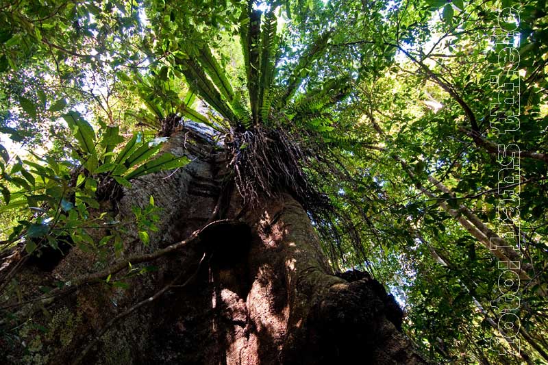 Nymboi-Binderay NP, Epiphyten